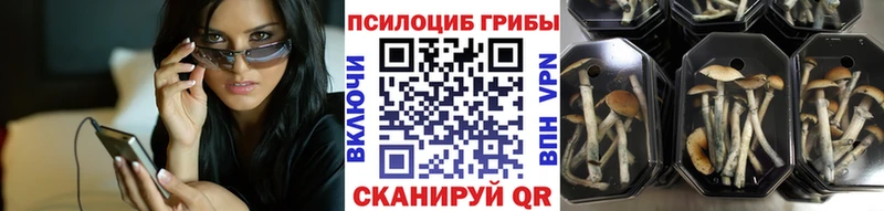 как найти закладки  Киреевск  Галлюциногенные грибы Cubensis 